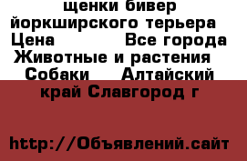 щенки бивер йоркширского терьера › Цена ­ 8 000 - Все города Животные и растения » Собаки   . Алтайский край,Славгород г.